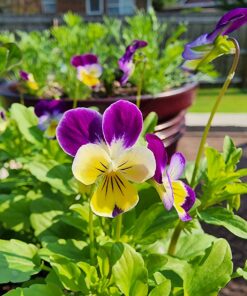 Outsidepride Viola Johnny Jump Up Wild Flowers & Ground Cover Plants - 5000 Seeds 38 71VoZVXey0L
