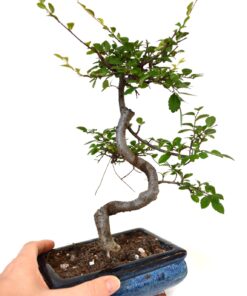 9GreenBox Chinese Elm Bonsai Tree Style 8 44 71VpG4dQiNL