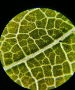 AmScope M150C-I 40X-1000X All-Metal Optical Glass Lenses Cordless LED Student Biological Compound Microscope 63 71VqKEGRuJL