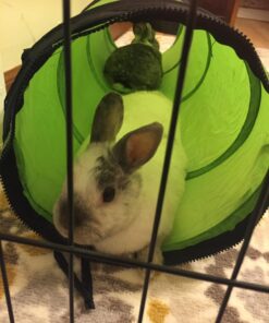 Petmate Jackson Galaxy Cat Crawl Solid Tunnel, Green/Orange 39 71VqdpfPEJL