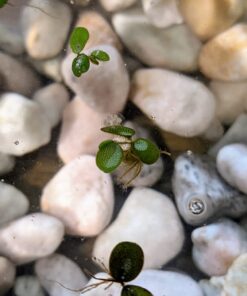 12 Water Spangles (Salvinia Minima), Live Aquarium/Aquatic/Floating/Pond/Freshwater Plant by G&Z 43 71Vrm0aQucL