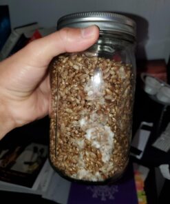 Sterilized Rye Berry Mushroom Substrate in Injectable Quart Jars 9 71VunDiXFuL