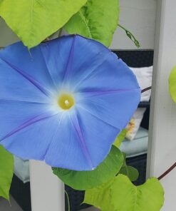 Seed Needs, Large 2.1 Ounce Package of 30,000+ Dazzling Blue Wildflower Seeds for Planting (99% Pure Live Seed Butterfly Attracting Wildflower Mixture - NO Filler) - Bulk 38 71VzmghKkbL