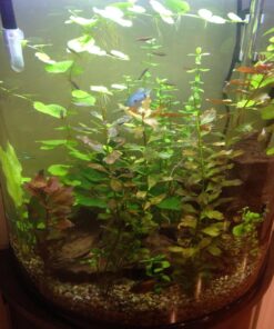 Seachem Flourish Potassium 500ml One size 40 71W0B1R4E7L