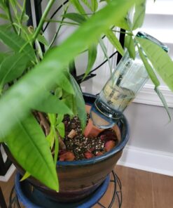 Modern Innovations Ceramic Terracotta Self Watering Spikes (4 Pack) Vacation Automatic Plant Waterer Devices, Indoor/Outdoor Planter Insert, Terra-Cotta Stakes for Potted Plants, Auto-Water System 4 Pack 45 71W1zm1No8L