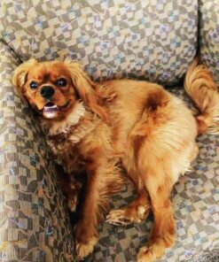 Pet Gear I-GO2 Roller Backpack, Travel Carrier, Car Seat for Cats/Dogs, Mesh Ventilation, Included Tether, Telescoping Handle, Storage Pouch 22.0"L x 13.5"W x 16.0"H 45 71W5iu5zcOL