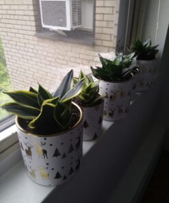 Espoma Organic Potting Soil Mix - All Natural Potting Mix For All Indoor & Outdoor Containers Including Herbs & Vegetables. For Organic Gardening, 8qt. bag. Pack of 1 63 71W8NmoZPML 2