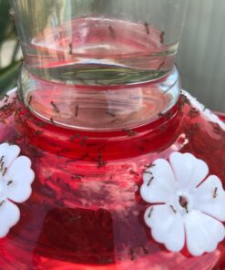 Skinny Ant Moat with Guard for Hummingbird Feeders - Gets Rid of Ants Fast in Nectar Feeder. All Natural & No Chemicals Needed. 34 71WBvJZYtEL