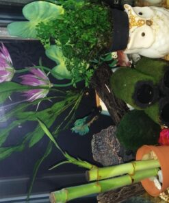 Bolbitis Difformis Baby Leaf Fern Potted Live Aquarium Plants for Freshwater Fish Tank by Greenpro 45 71WEMIi6w5L