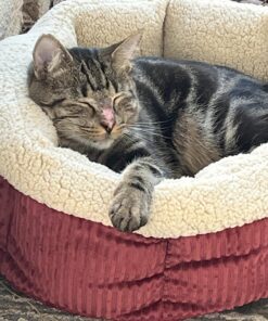 Petmate Aspen Pet Self Warming Round Bed, 19.5 Inches, Barn Red and Cream 19.5"L x 19.5"W x 7.0"Th 33 71WFRXEj2CL