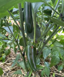 Hot Pepper Seeds - Organic Heirloom Chili Seed Variety Pack for Planting - Cayenne, Jalapeno, Habanero, Poblano, and More 47 71WGt7AlFSL