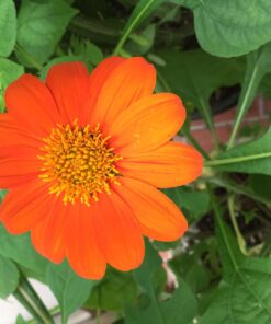 Outsidepride Tithonia Speciosa Red Mexican Sunflower Garden Cut Flowers - 1000 Seeds 62 71WJ9rdfWaL