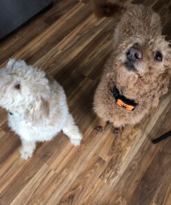 Humane Dog Bark Collar 2 Pack | Anti Barking Training Collar | Vibrating, No Shock Stop Barking for Small Medium Large Dogs | Excessive Barking Pet Corrector, (Battery) Orange & Blue Battery 40 71WL78znZEL