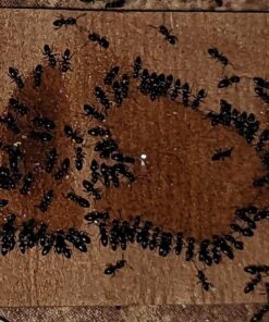 TERRO Liquid Ant Killer ll T200, 2 oz 41 71WMfOzIeSL