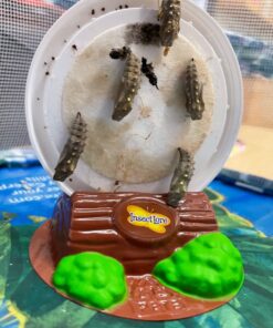 Insect Lore 5 Live Caterpillars Cup of Caterpillars Butterfly Kit Refill - Plus Butterfly Life Cycle Stages Toy Figurines - Shipped Now 72 71WP1KPUDML