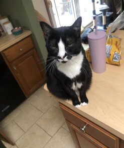 Purina Friskies Wet Cat Food, Shreds With Salmon in Sauce - (24) 5.5 oz. Cans 5.5 Ounce (Pack of 24) 31 71WRpA5KqcL