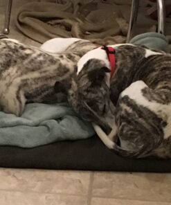 Olive Drab Green Warm Fire Retardant Blanket, 66" x 90" (80% Wool)-US Military Style 42 71WU6Z6YNjL