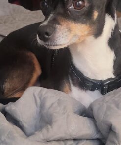 Milk-Bone Soft & Chewy Dog Treats, Beef & Filet Mignon Recipe, 25 Ounce Original 25 Ounce (Pack of 1) 38 71WVGiyTQ3L