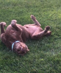 IAMS Adult Minichunks Small Kibble High Protein Dry Dog Food with Real Chicken, 15 lb. Bag 0 15 Pound (Pack of 1) 40 71WVHg08SML