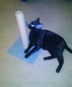 Petmate Two-Door Small Dog Kennel & Cat Kennel (Top Loading or Front Loading Pet Carrier, Made with Recycled Materials, 24 inches in Length) For Pets up to 15 Pounds, Made in USA 24.0"L x 14.5"W x 17.0"H TAN 65 71WWwABqNxL 1