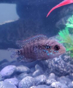 Hikari USA Inc. Ich x - Ich Treatment with More 16oz 16 oz 27 71WXMz7JYEL