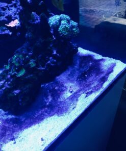 Chemi-Clean - 2 g 2g 72 71WY5iDYQQL