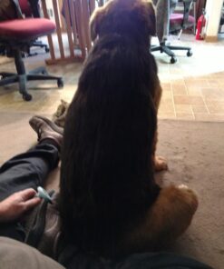 Paws & Pals Dog Brush - Gentle Soft Hair Rake Trimming Comb - Best for Shedding Dogs-Cats, Thick Long Short Haired Pet, Coat Grooming & Cat Hair Fur Removal - Self Cleaning - Deshedding Supplies 47 71WYVHBG6L