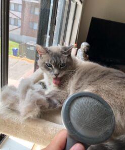 JW Petmate GripSoft Cat Brush, White & Blue, One Size 26 71WYi0cTvQL