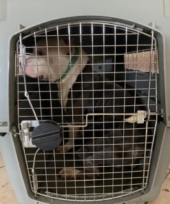 Petmate Sky Kennel, 36 Inch, IATA Compliant Dog Crate for Pets 50-70lbs, Made in USA Kennel Only 58 71WZjHs ftL