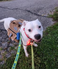 OneTigris Dog Pack Hound Travel Camping Hiking Backpack Saddle Bag Rucksack for Medium & Large Dog (Brown, Large) 11.4"L x 8.7"W x 2.4"H Brown 48 71WbSLPIKnL