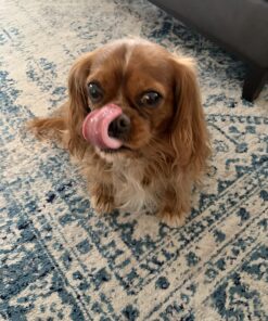 Milk-Bone Trail Mix with Real Beef & Sweet Potato Dog Treats, 20 Ounces 20 Ounce (Pack of 1) 47 71WbpqFhkTL 3