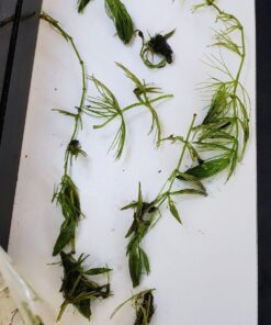 Microsorum Java Fern and Hornwort | Easy Low Light Aquarium Plants 43 71WgFFFvu7L