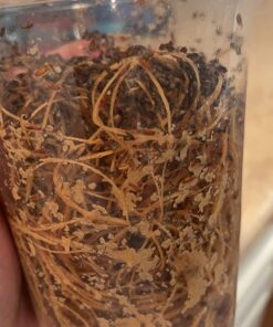Josh's Frogs Producing Flightless Drosophila Hydei Fruit Fly Culture Black 20 71Whdu2ZPDL