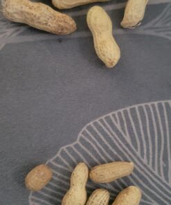 Wakefield Extra Large Virginia Peanuts for Animals, 25 LBS Peanut 25 Pound (Pack of 1) 28 71WhyH1uhL