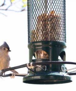 Squirrel Buster Standard Squirrel-proof Bird Feeder w/4 Metal Perches, 1.3-pound Seed Capacity, garden green 34 71Wi4VzLQLL
