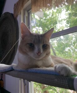 Purina ONE Natural Dry Cat Food, Tender Selects Blend With Real Salmon - 16 lb. Bag 16.00 Pound (Pack of 1) 38 71WjTxhZ51L