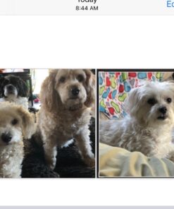 Adams Flea & Tick Spray For Dogs and Cats | Kills Fleas and Ticks Through Contact, Kills Flea Eggs, Flea Larvae, and Prevents Flea Egg Hatch | Controls Flea Reinfestation For Up To 2 Months | 16 Oz 34 71WjZr0MbML