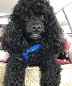 PEDIGREE CHOPPED GROUND DINNER Adult Canned Soft Wet Dog Food Variety Pack, with Chicken and with Beef, 13.2 oz. Cans (Pack of 12) Beef & Chicken 13.2 Ounce (Pack of 12) 36 71Wo4NjeA8L