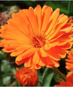 Seed Needs, Edible Wildflower Seed Packet Collection (7 Varieties of Flower Seed for Planting) Non-GMO & Untreated - Includes Viola, Pansies, Chives, Borage, Calendula, Nasturtium and Bee Balm 22 71WqOf58S5L