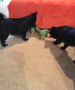 SPOT Ethical Plush Chirpies Assorted Birds 14-Inch Dog Toy 15 71WqUTVnZjL