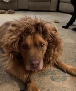 Pet Krewe Large Dog Lion Mane Halloween Costume – Fits Neck Size 13”- 32”- Lion Mane for Small Dogs – Ideal for Halloween, Dog Birthday, Dog Cosplay, Dog Outfits, Pet Clothes 34 71WsvkJ0oLL