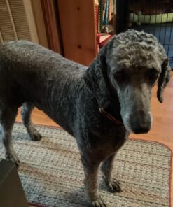 Pet 'n Shape Chik 'N Rice Dumbbells - All Natural Dog Treats, Chicken, 32 oz 2 Pound (Pack of 1) 37 71WwxZqE1LL