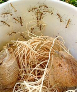 Praying Mantis (5) Egg Cases with Habitat Cup- 5 Egg Cases & 1,500 Live Ladybugs 31 71WyBXcV9pL 5