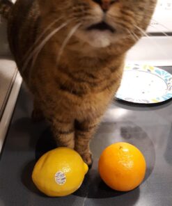 Lipton Tea Bags, Black Tea, Iced or Hot Tea, Can Support Heart Health, 312 Tea Bags 47 71X5hqJoXtL