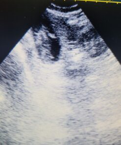 Portable Ultrasound Scanner Veterinary Pregnancy V12 with 3.5 MHz Convex Probe for Sheep, Dog, Cat and Pig. 16 71X8f6TcnsL