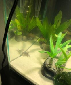 Fluval Chi II Series Aquarium Set, 5-Gallon - Aquarium Tank with Ambient LED Lighting, Flowing Water, and Elegant Design, White 5 gal 63 71X9CC8nrIL