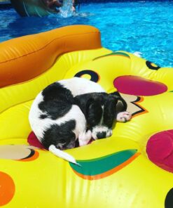 Swimline Inflatable Pizza Slice Pool Float, Multicolor 36 71X9XPF87L