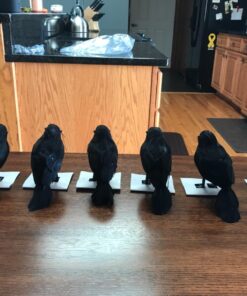 PREXTEX 6pcs Black-Feathered Small Crows Halloween Decorations | Outdoor&Indoor Decor | Fake Bird, Halloween Birds, Scary Ravens, Decorative Crows, Raven | Home, Fence, Porch, Tree, Party Decoration 36 71XB2cFj0gL