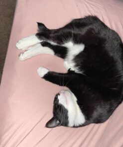 FELINE GREENIES SMARTBITES Skin & Fur Crunchy and Soft Natural Cat Treats, Salmon Flavor, 2.1 oz. Pack 2.1 Ounce (Pack of 1) 42 71XBS PsxAL