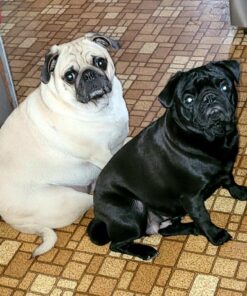 Milk-Bone Soft & Chewy Dog Treats, Beef & Filet Mignon Recipe, 25 Ounce Original 25 Ounce (Pack of 1) 37 71XBaQ1JfqL